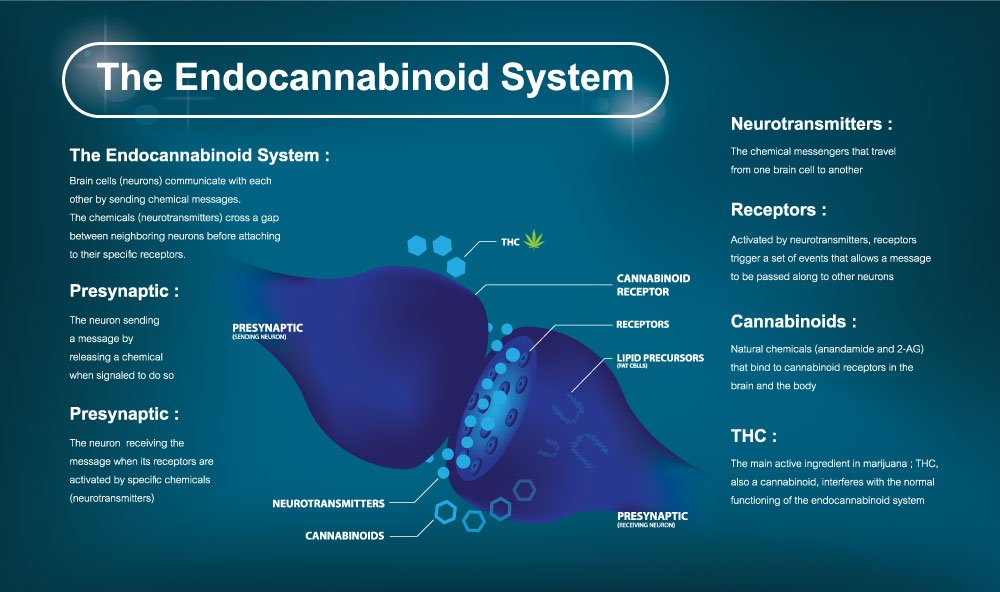 Endocannabinoid System Infographic