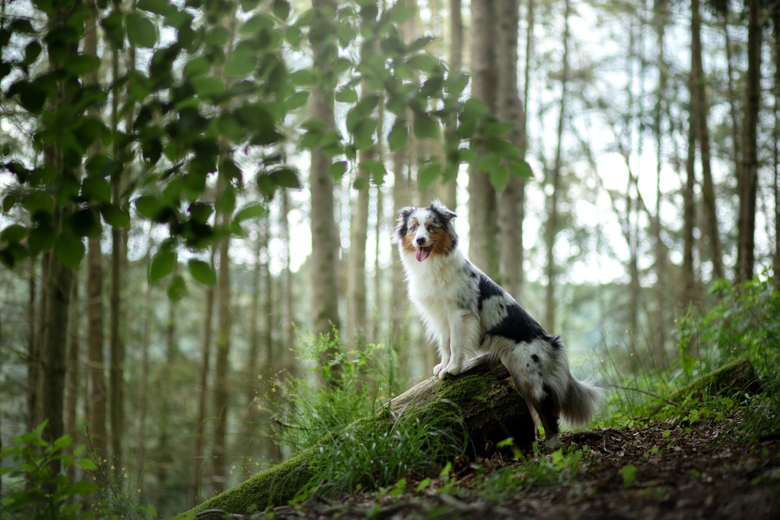 Dog in forest scene