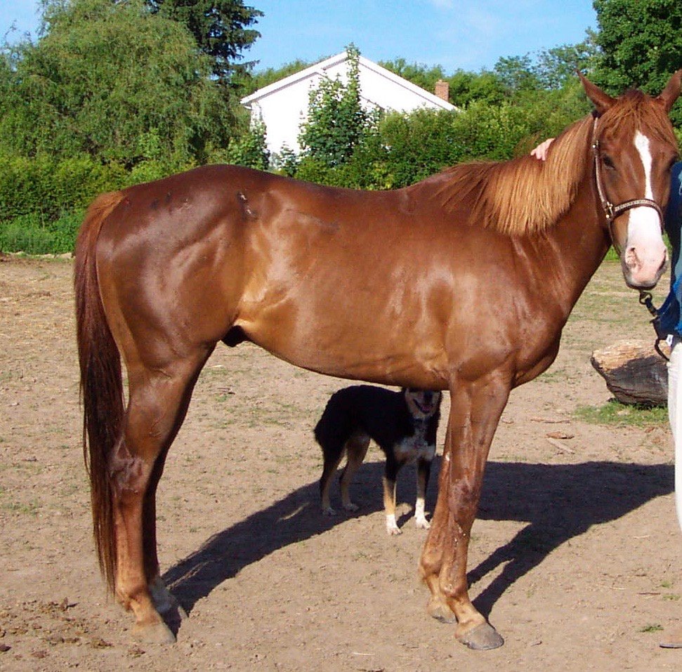 Chance the Quarterhorse in June 2001